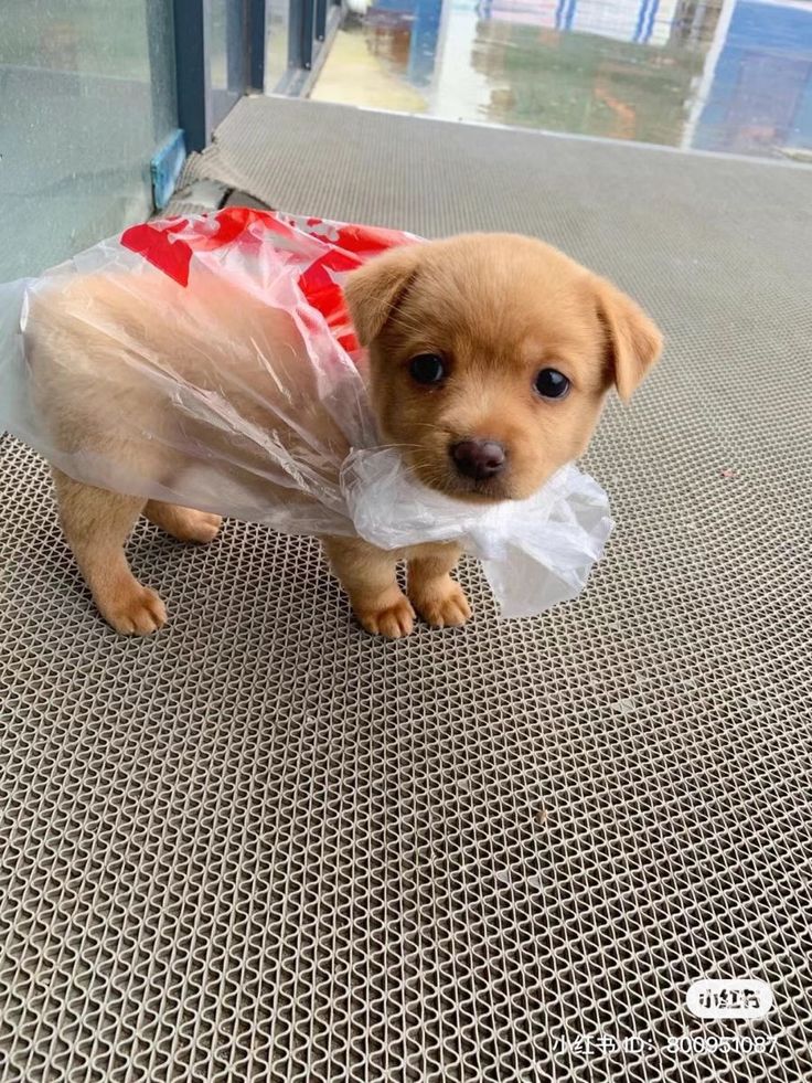 puppies video tweet media