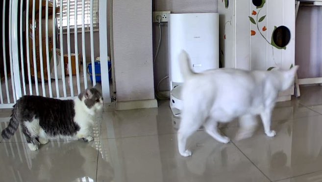 Rapunzel :ราพันเซลกับอะไรก็ไม่รู้ tweet media