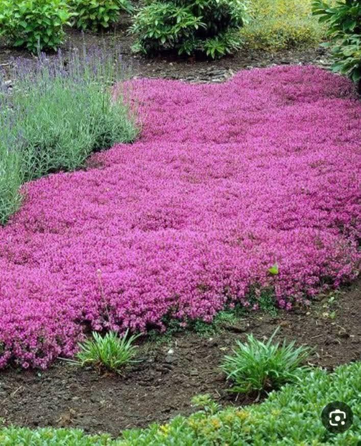 حـــــ🌹ـــــديقة الــــ🌹ـــجوري tweet media