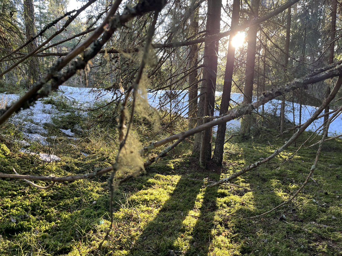 Timo Ahti tweet media