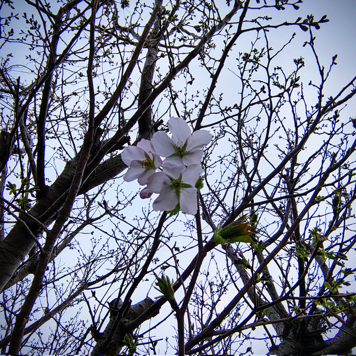 家の桜もチラホラ咲き始めた