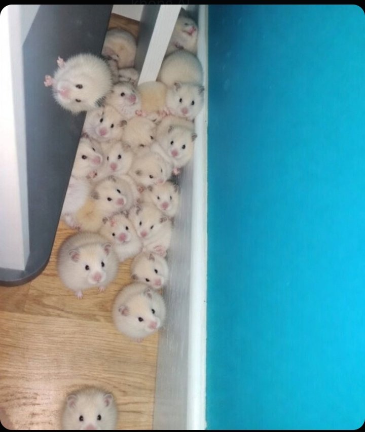 TweetsOfHamster's tweet photo. https://t.co/Zh1tz5zc78