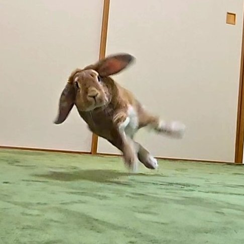 うさぎのはな tweet media