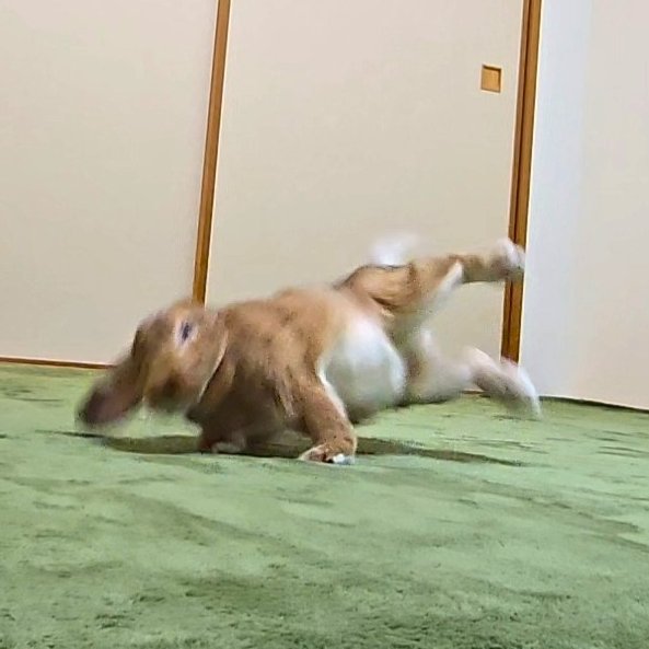 うさぎのはな tweet media