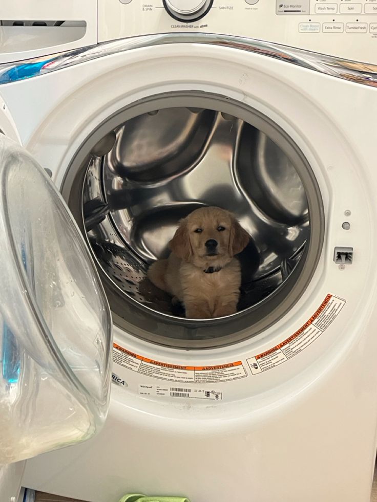 Tweet of Animals tweet media