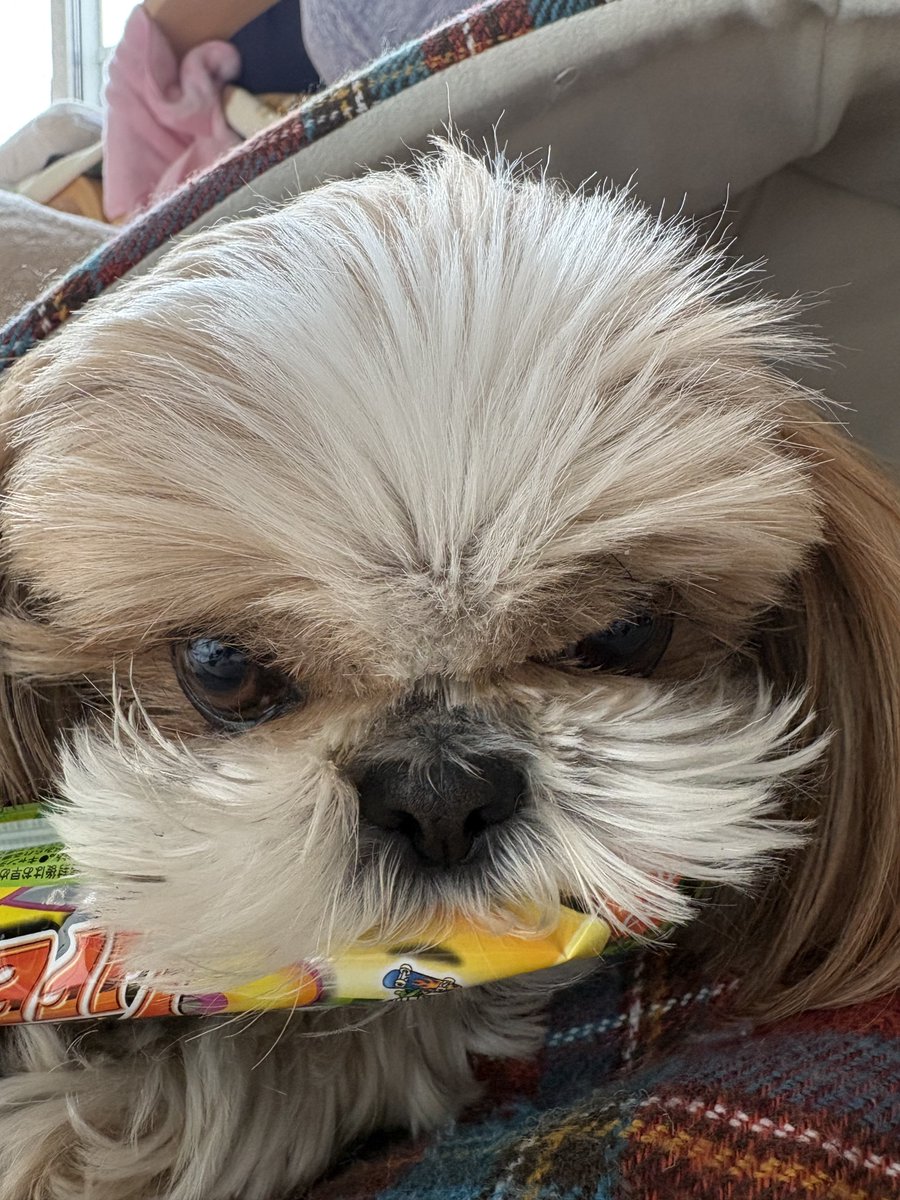 カイト将軍 tweet media