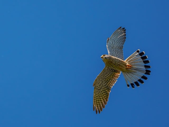 Jenny King tweet media