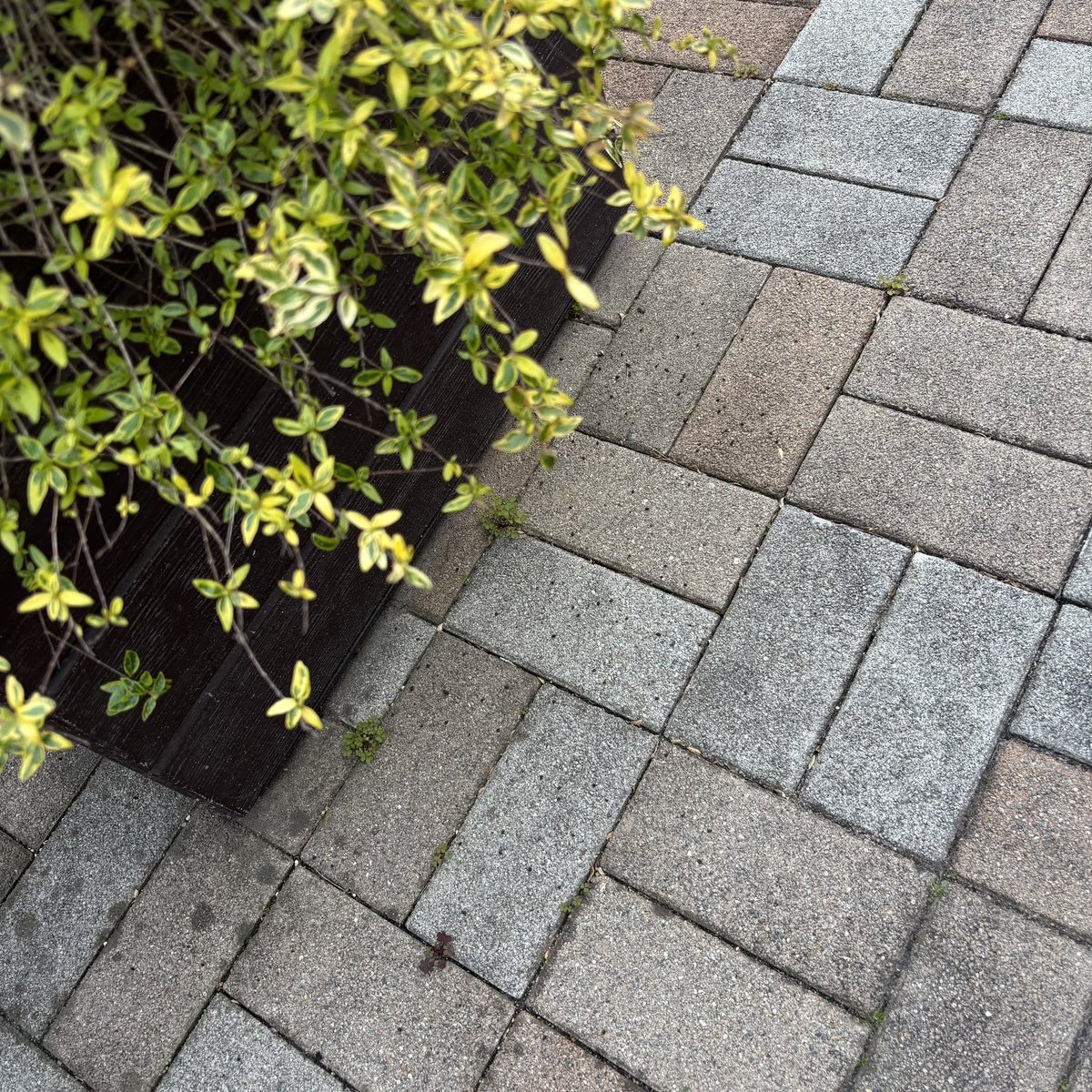 オサキ狐のアサキ tweet media