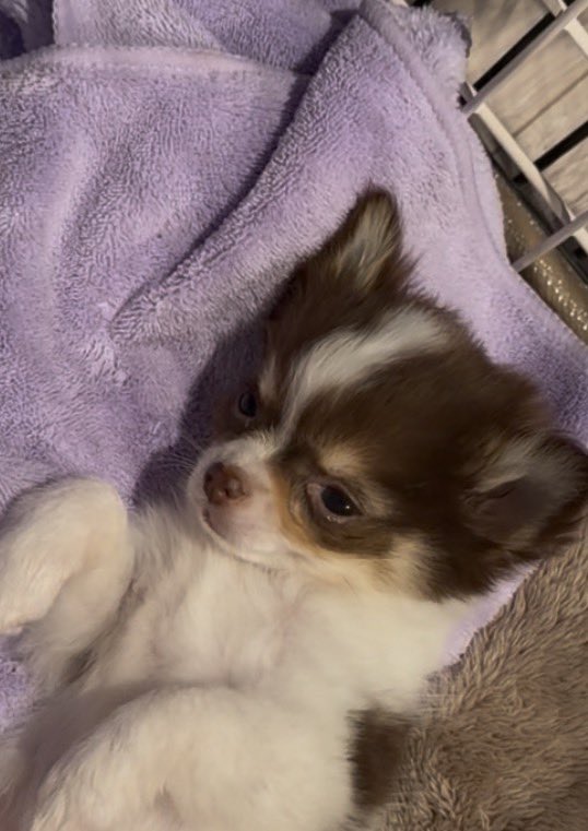 CinnamonWaffuru's tweet photo. この子の名前がやっと決まりました♡
名前は   もなか   です🥰

よろしくお願いします🙇‍♀️
 #犬のいる暮らし
 #チワワ https://t.co/xrSsspgZax