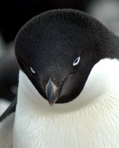 아카롱 tweet media