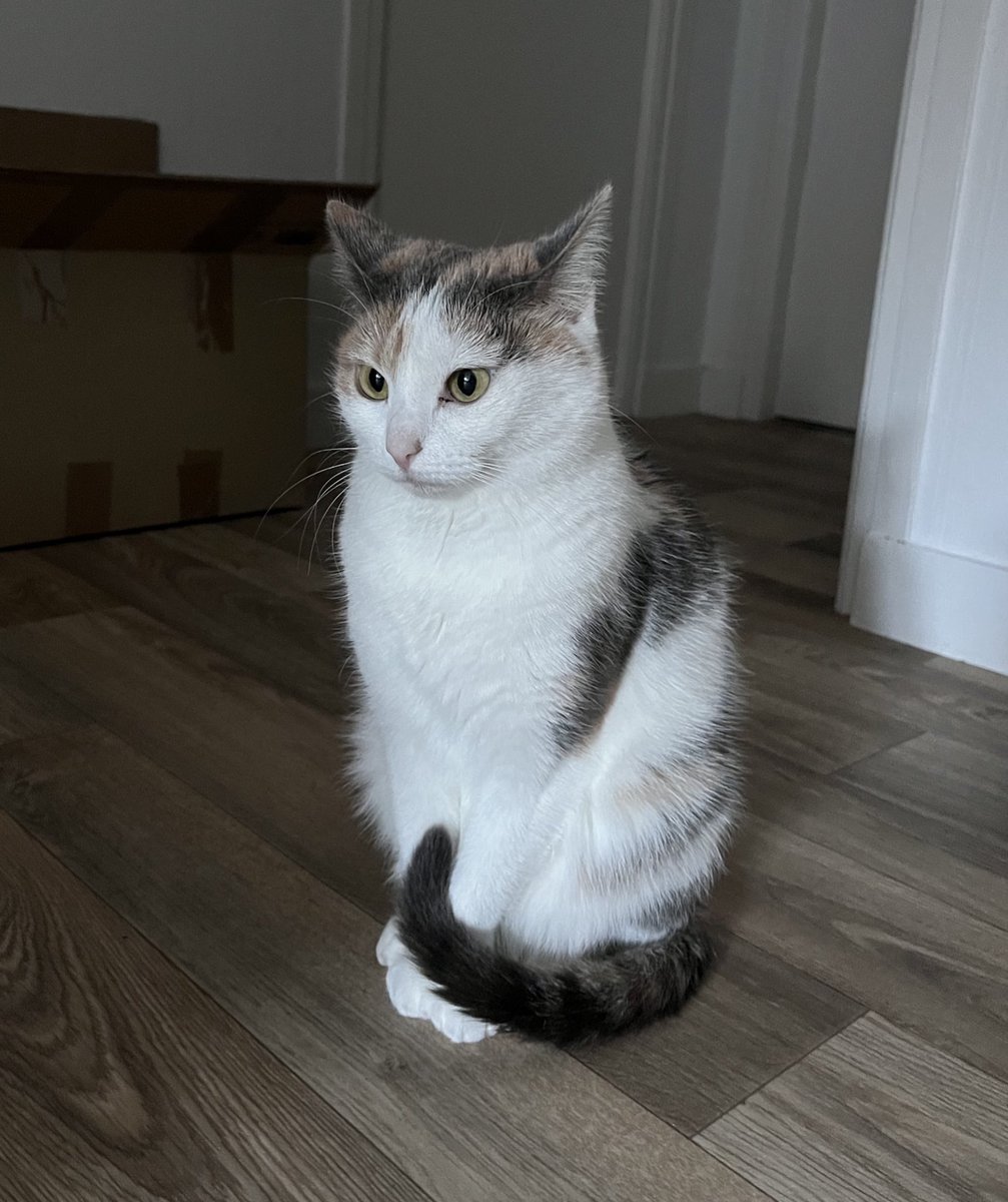 toupie bébé tweet media