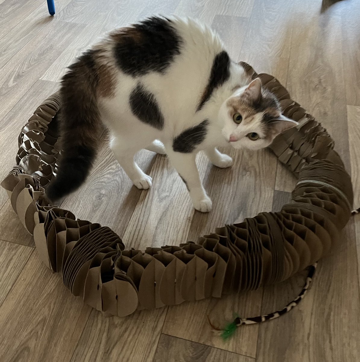 toupie bébé tweet media