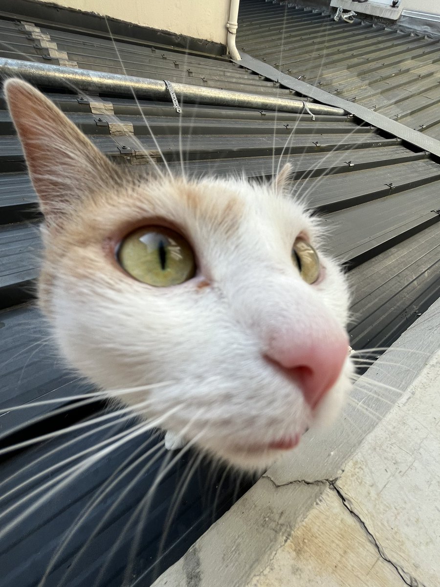 toupie bébé tweet media