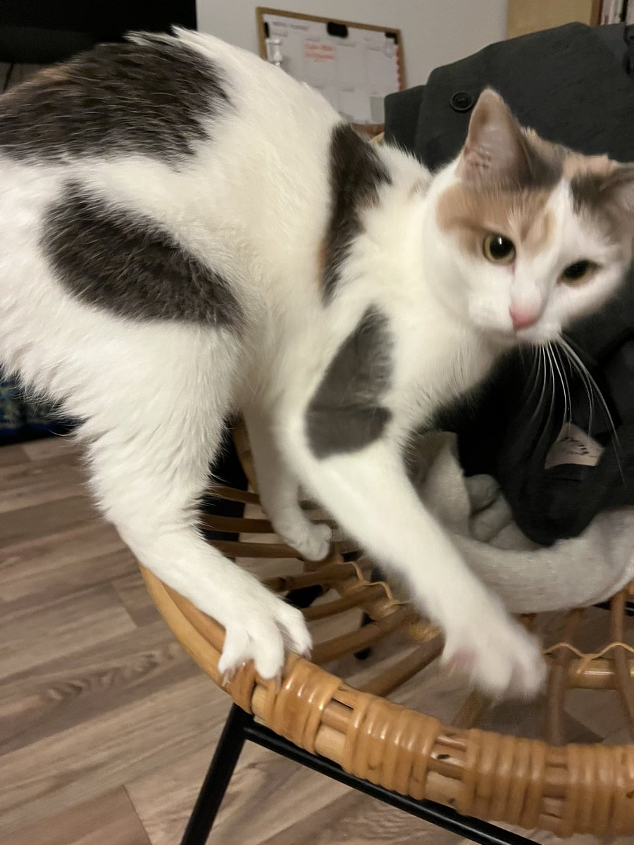 toupie bébé tweet media