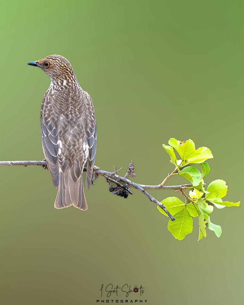 I_Gat_Shots tweet media