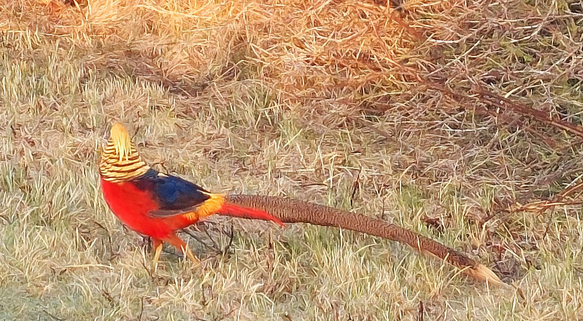 Hettie Zur Muhlen tweet media