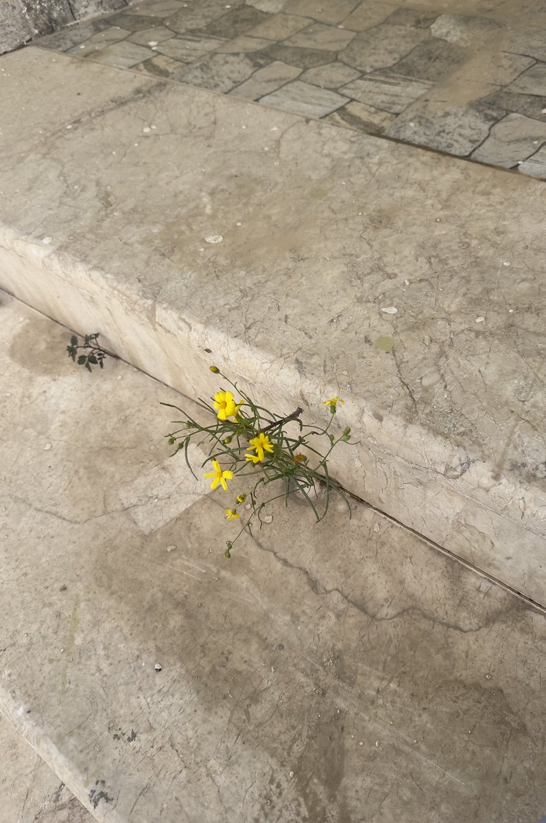 أنَاة . tweet media