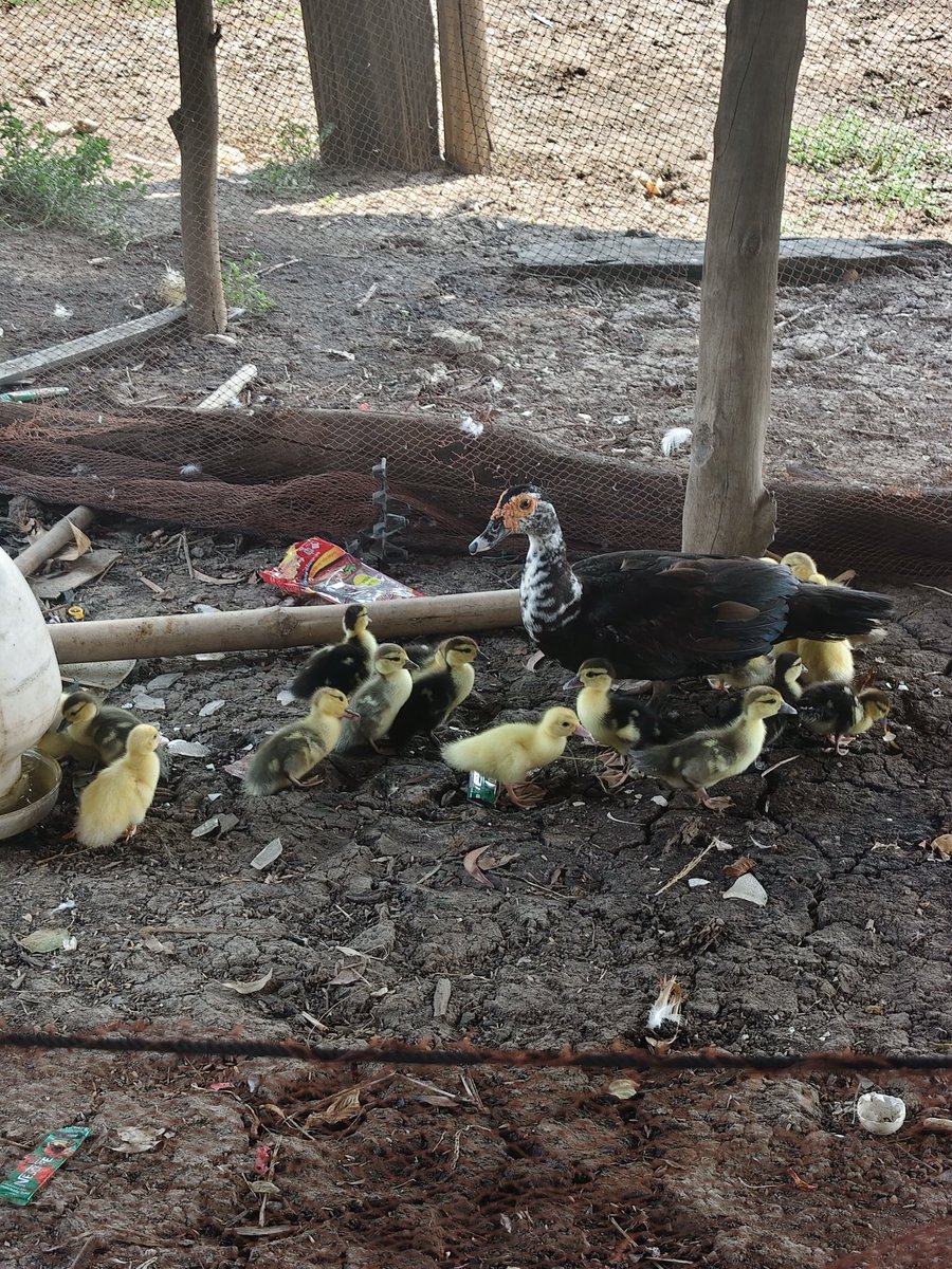 Anumoon Itsara tweet media