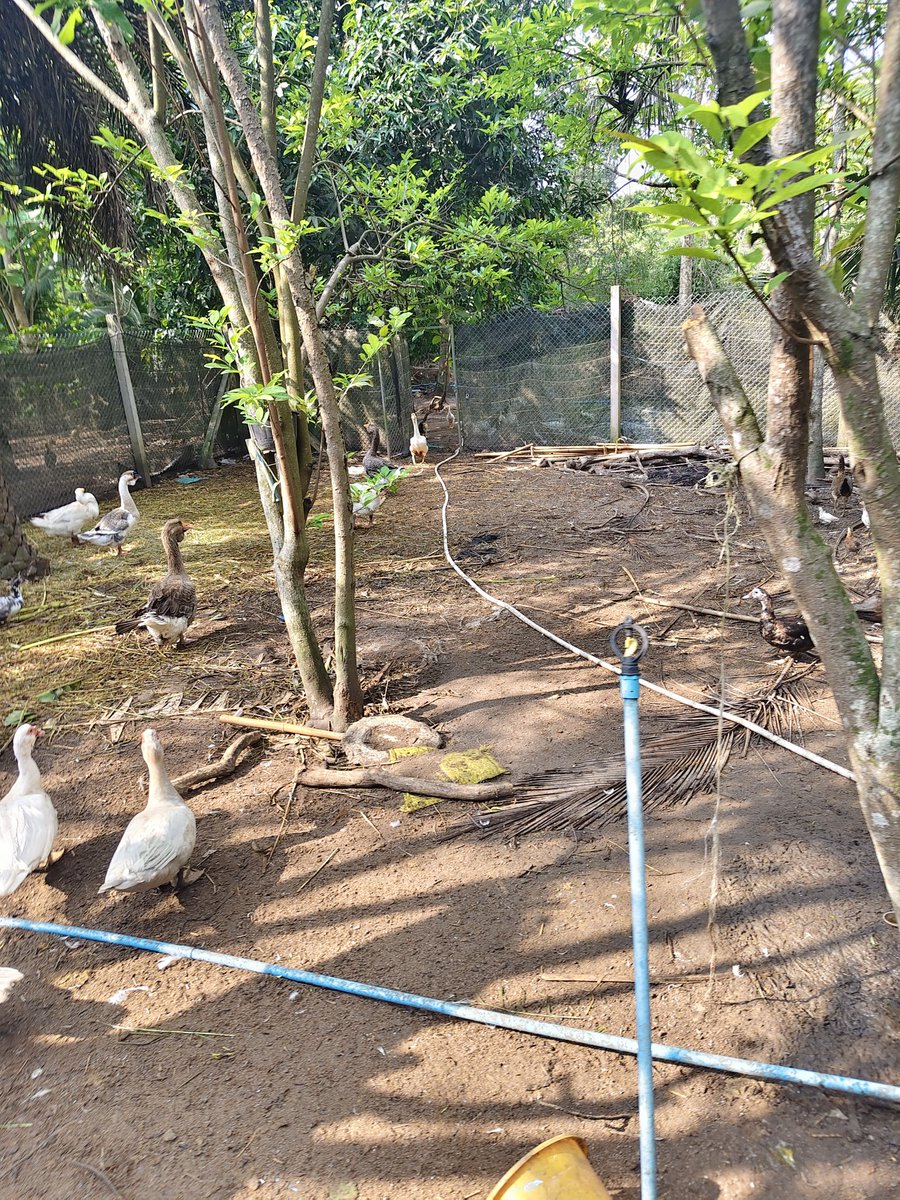 Anumoon Itsara tweet media