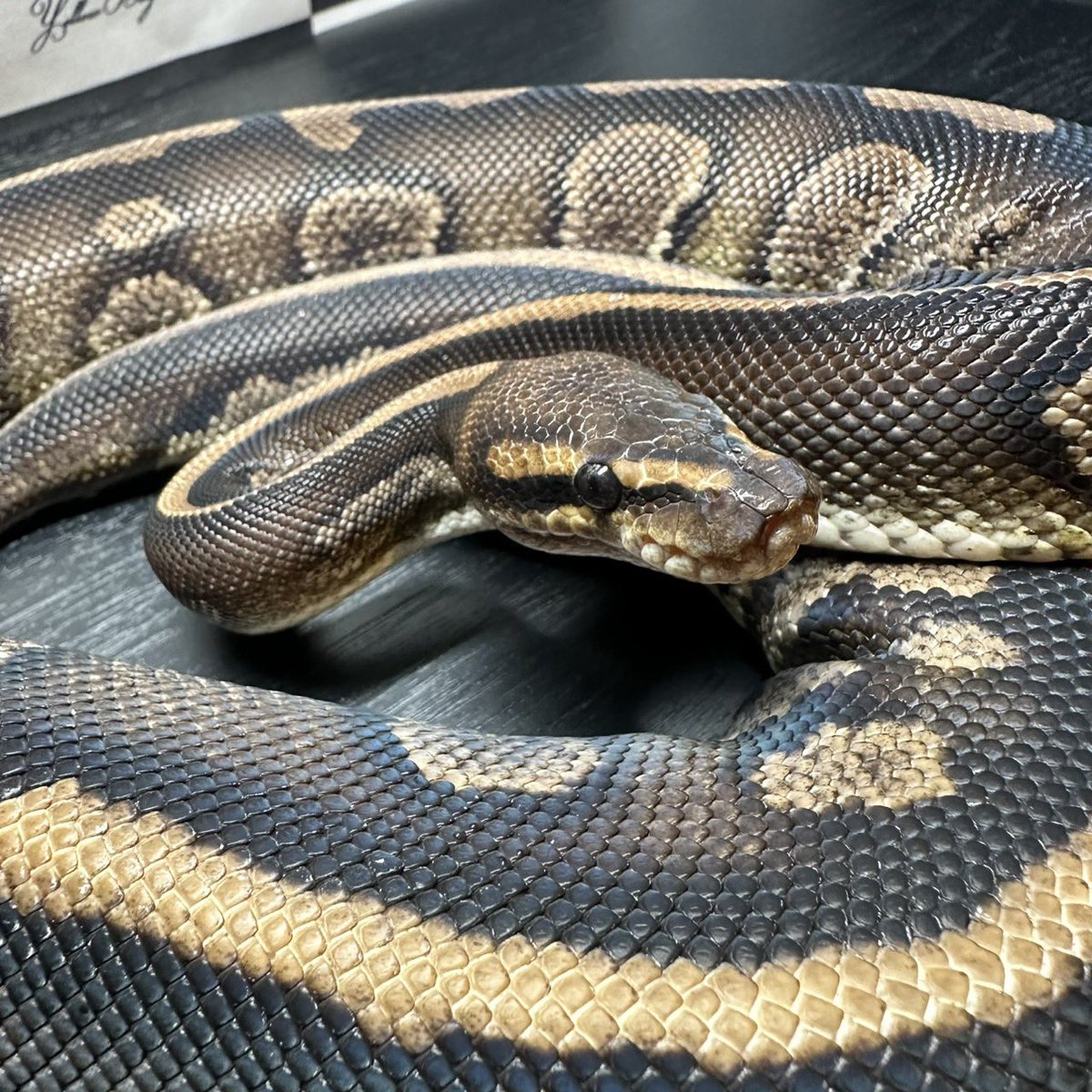 Yellow Benjamin tweet media