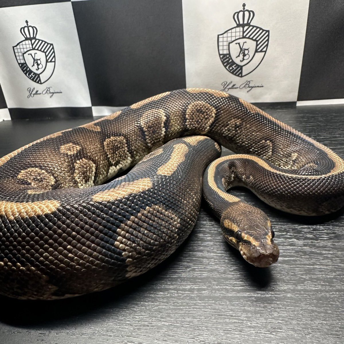 Yellow Benjamin tweet media