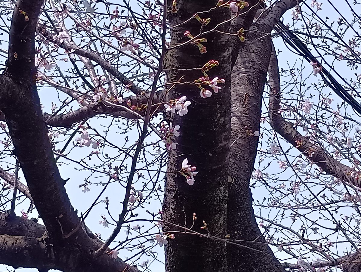 you1_blues's tweet photo. さくら咲く(^_^)東京江戸川にも春が来ました🌸来週は満開ですね🌸 https://t.co/1qU01Z4HN0