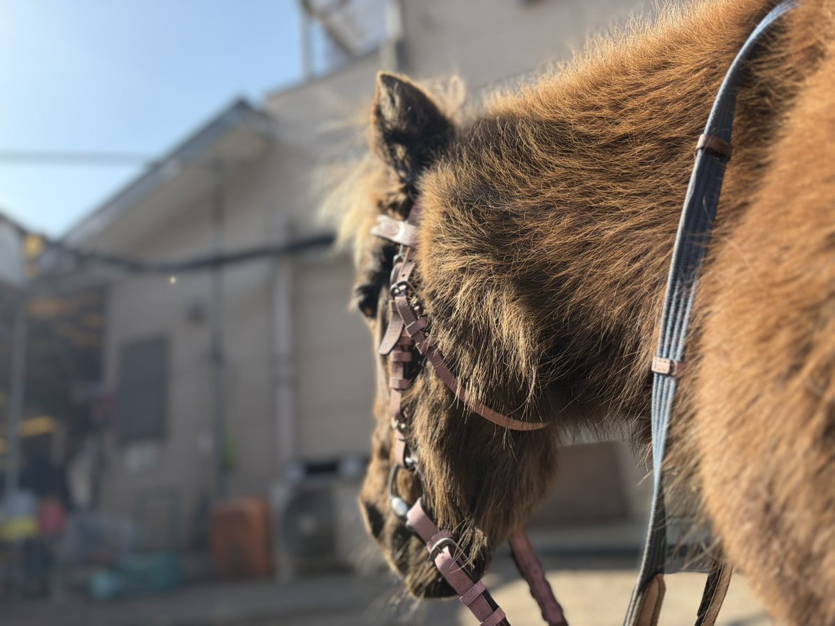 RCMalvern's tweet photo. 今日もあったかいね🐴
だんだん春の日差し🌸 https://t.co/vYqwYJzt8L