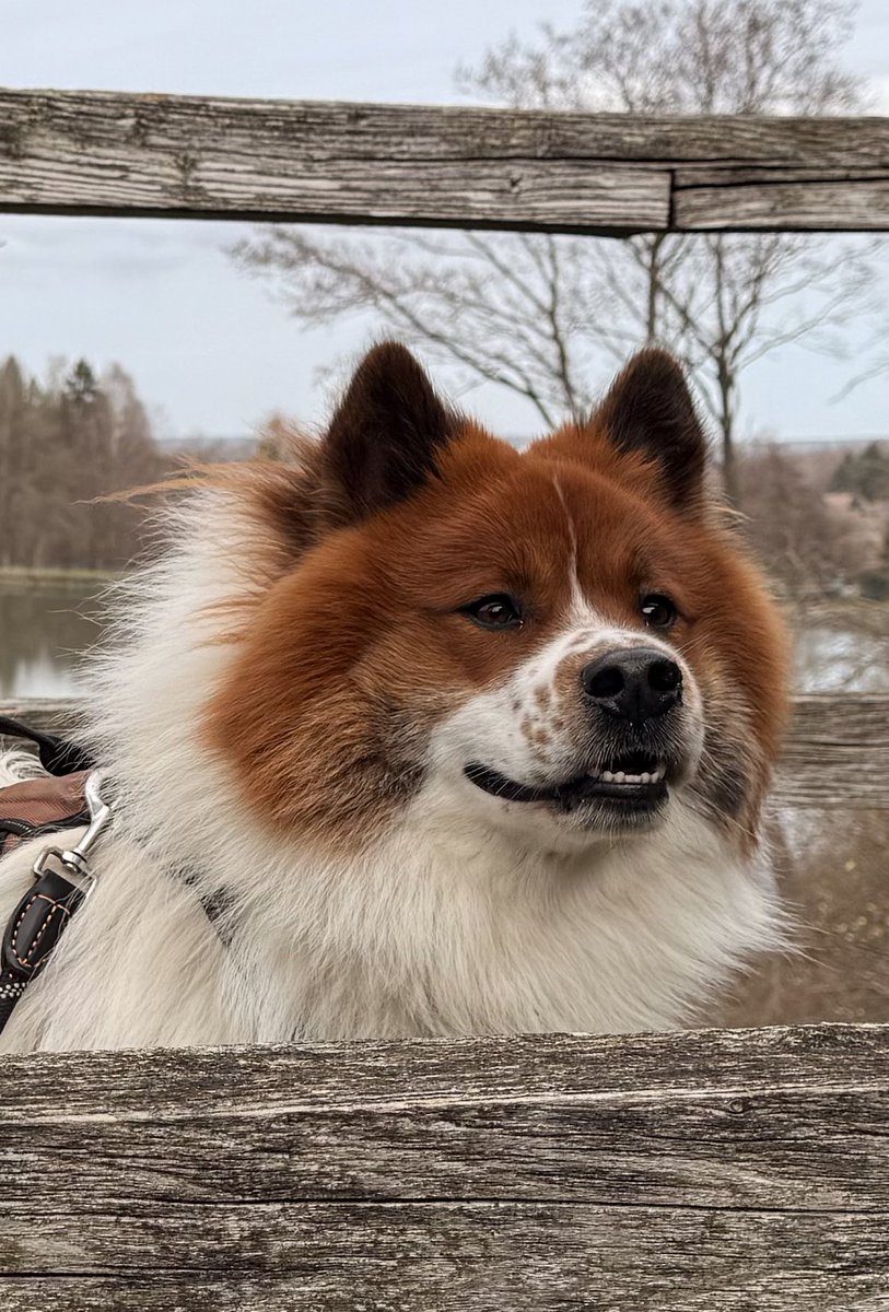 Tolkien Harzpfote tweet media