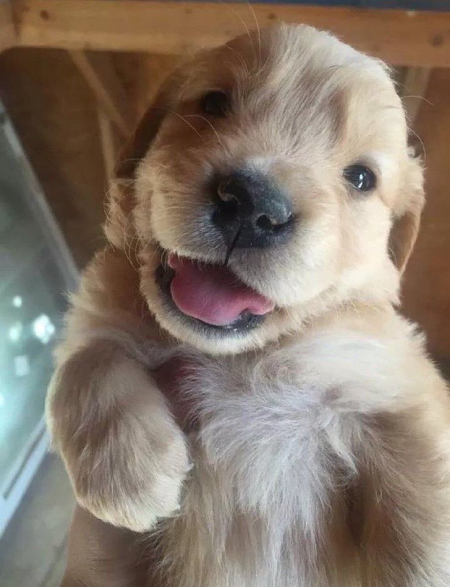 Megaaaa 🏳️‍⚧️ tweet media