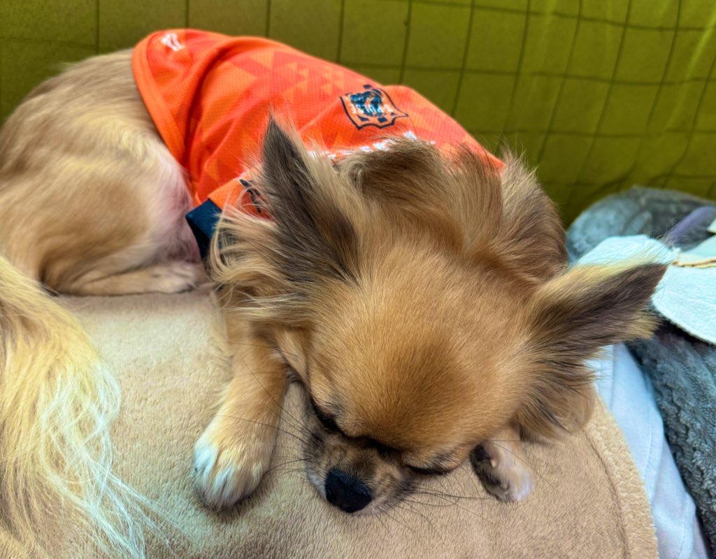 tapiokafree's tweet photo. 今日もいっしょに応援ありがとう
疲れたんだね😭

#spulse #エスパルス犬部 https://t.co/g2x87afQ6b