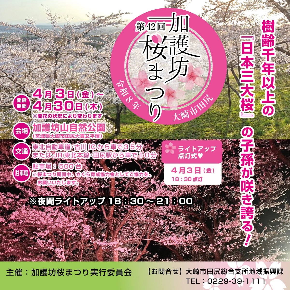 kagobosakura's tweet photo. 今年も待ちに待った季節がやってきた！「加護坊桜まつり」いよいよ明日から開幕です！
加護坊山自然公園に、樹齢千年以上の「日本三大桜」の子孫が咲き誇ります🌸
ライトアップ点灯式は明日18:30から！ぜひお越しください！
#加護坊桜まつり #大崎市 #田尻 #宮城 #桜 #お花見2026 https://t.co/pYNpsmjiYw