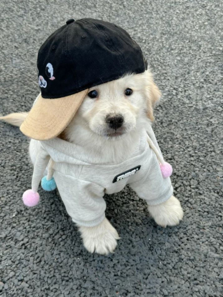 Animal Lover tweet media