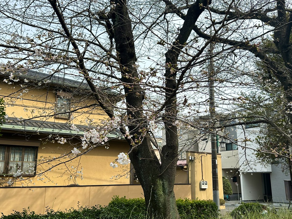 まいまい tweet media