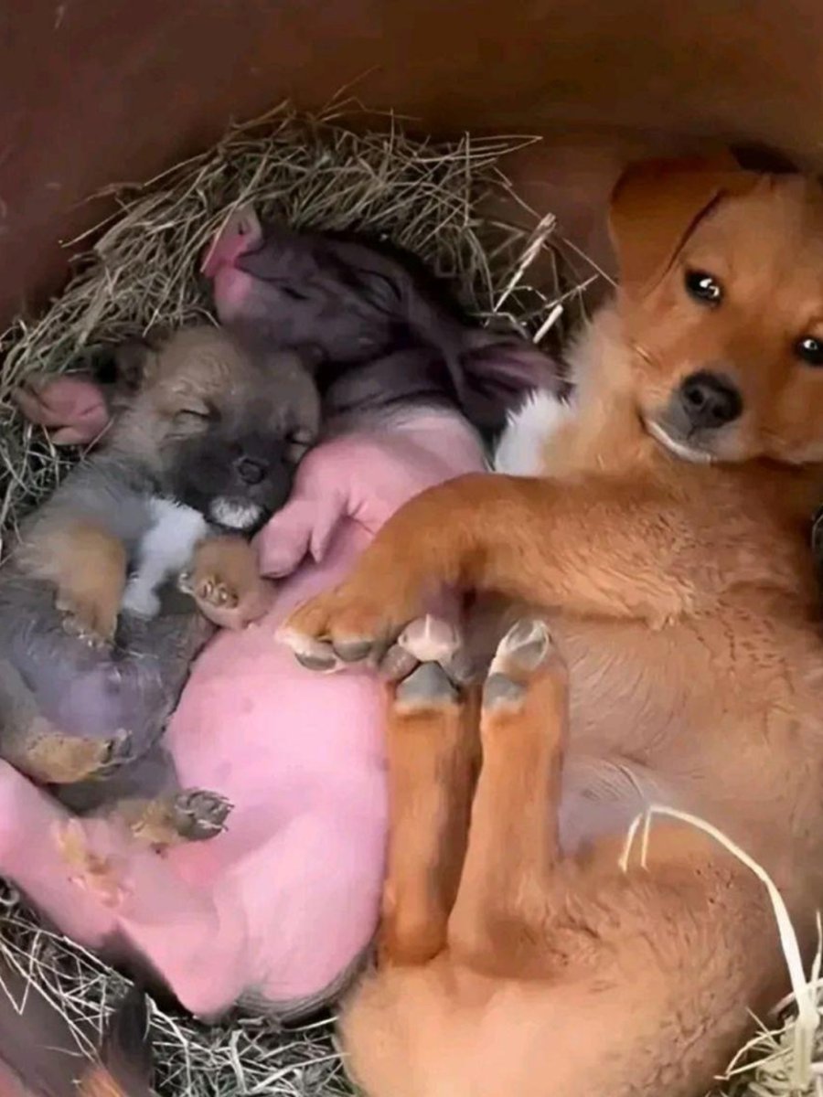 pedro eh 10 tweet media