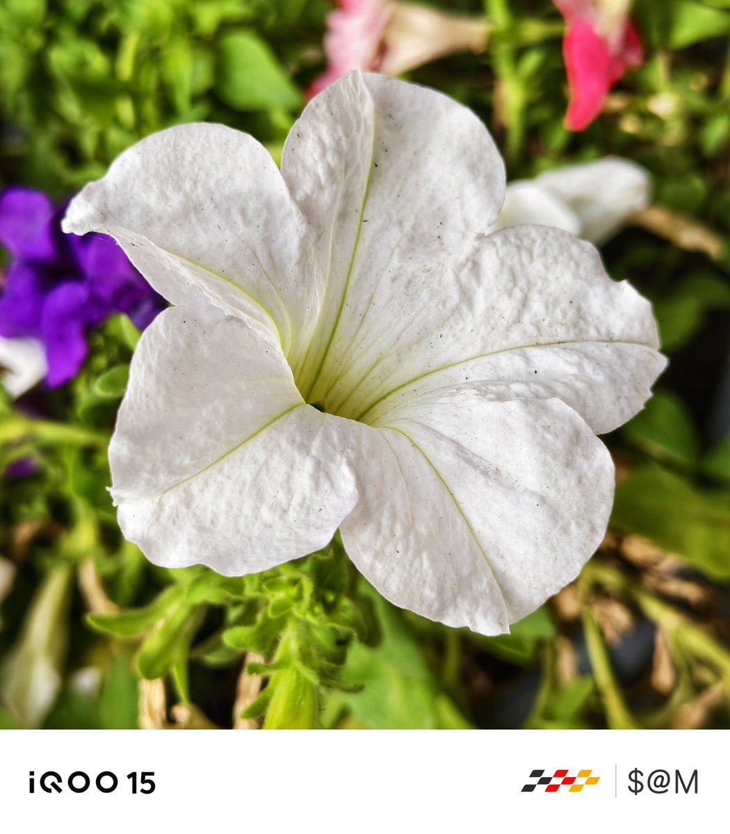 TechSAM009's tweet photo. Clicked On iQOO📸
#iQOO15
#FlowerShots🌸🏵️
@IqooInd
@nipunmarya
@parakram_h https://t.co/wbll10ybot