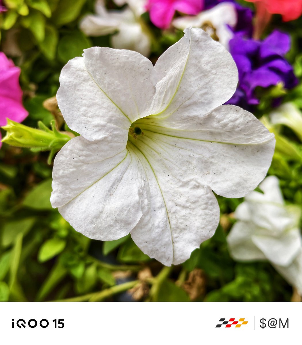 TechSAM009's tweet photo. Clicked On iQOO📸
#iQOO15
#FlowerShots🌸🏵️
@IqooInd
@nipunmarya
@parakram_h https://t.co/wbll10ybot