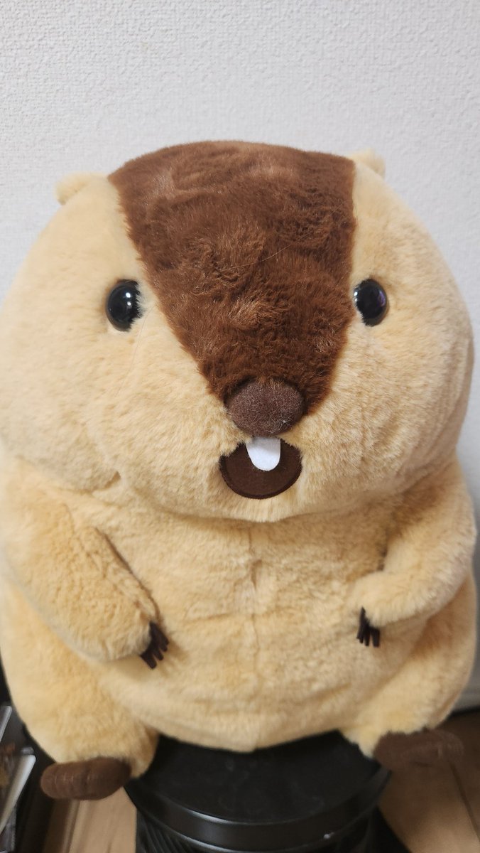 ざらめ@8号車 tweet media