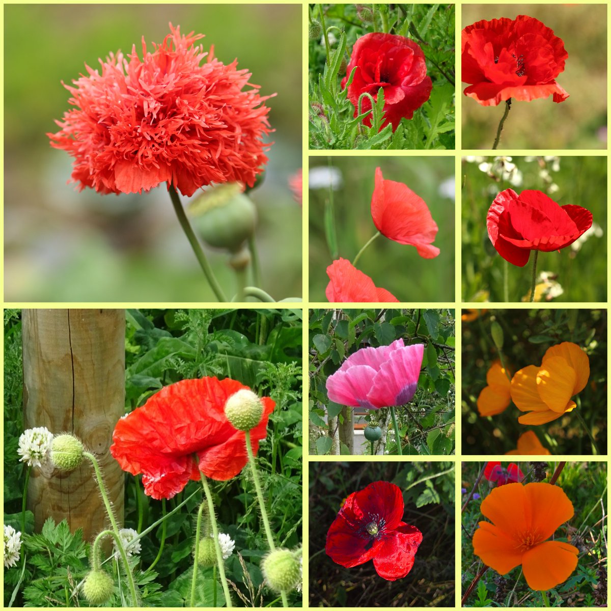 Willy Bos 🦋 tweet media