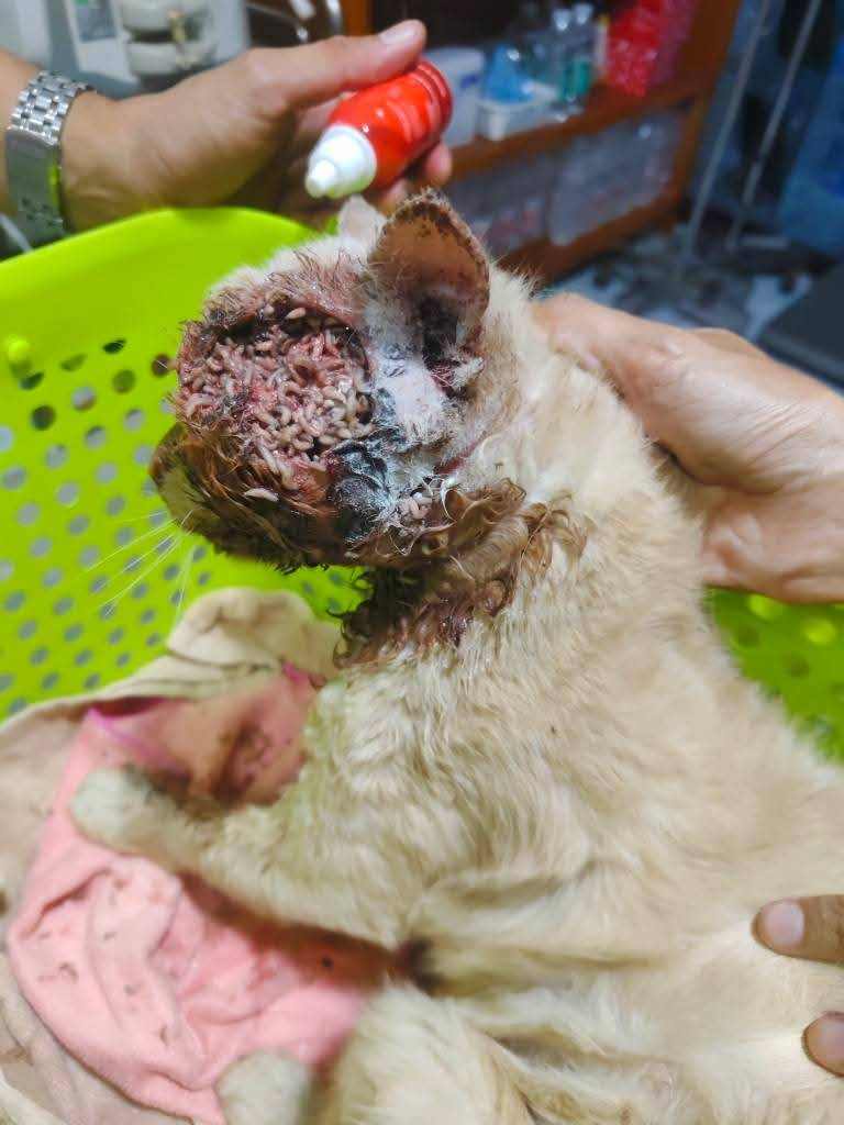 รักหมาจัง🐾 tweet media