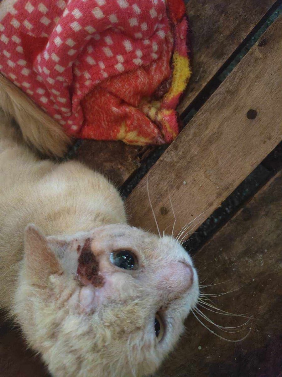 รักหมาจัง🐾 tweet media