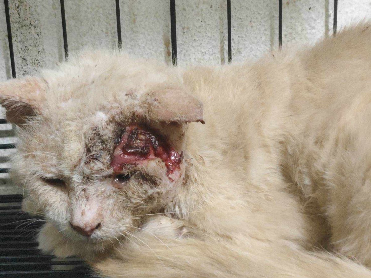 รักหมาจัง🐾 tweet media