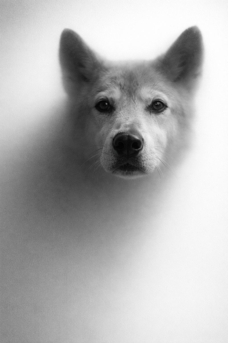 Quillshadow tweet media