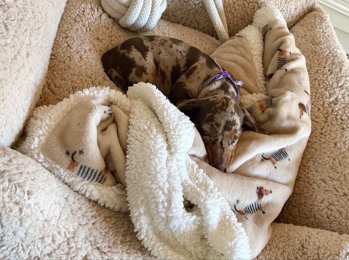 Peter ter Horst tweet media