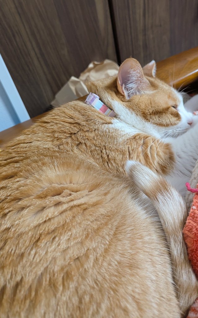 アメマル Carat'5 C12 tweet media