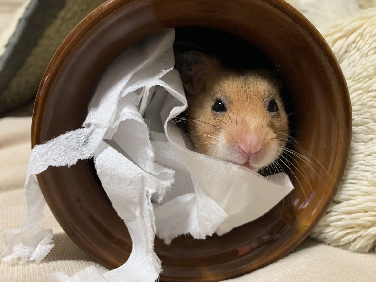 rika@某ソシャゲの騎空団 元 団長 tweet media