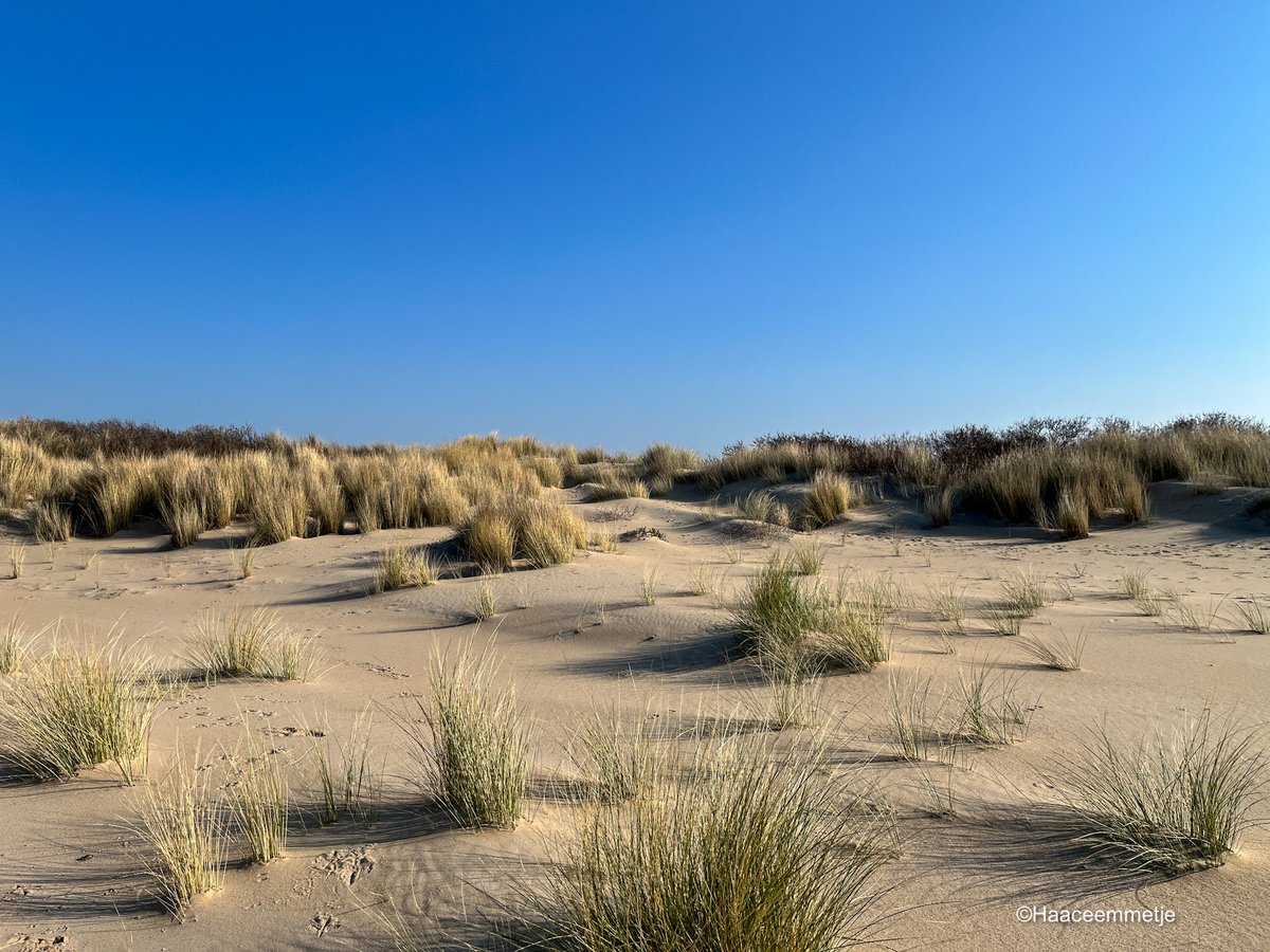 Haaceemmetje tweet media