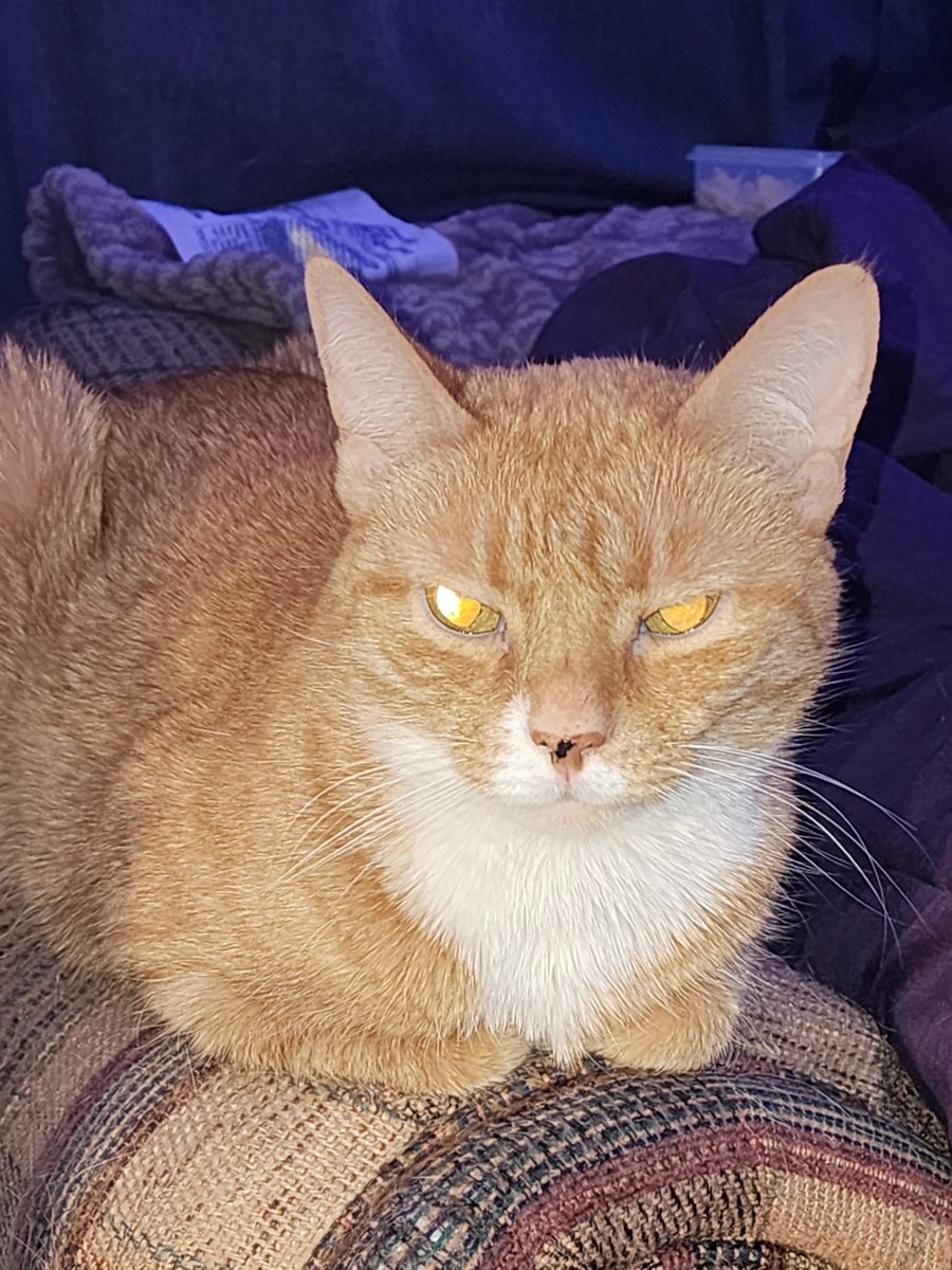 I had to say bye to my
13yo #RIP Tilly Tears The Queeny of The House

This is Galaxy's (POODLE PAW) sister. They both had the same mass on their stomachs.

Their brother got the same mass 1 year ago.

#Cancersucks 10 years ago we loved them both on #YouTube

TheBox
#TillyTears