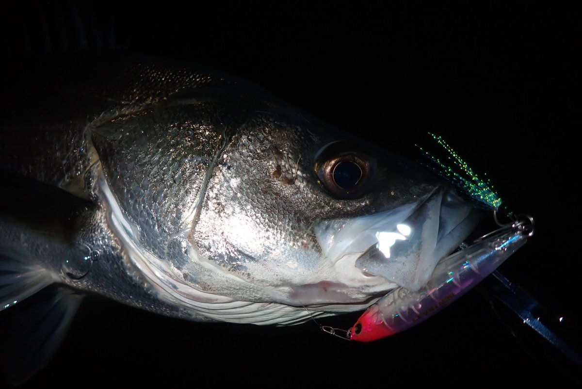 ゾーノ氏 tweet media