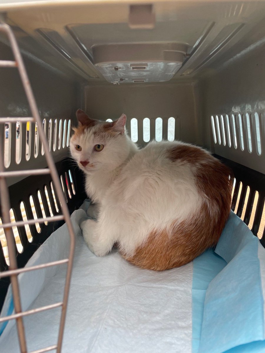 ChootuKumar1's tweet photo. 街角撞见小美好 一只橘猫蜷在老书店台阶上打盹，阳光漏过梧桐叶，连风都慢了半拍～#街头随拍 #城市小确幸 https://t.co/QVewxIWpLG