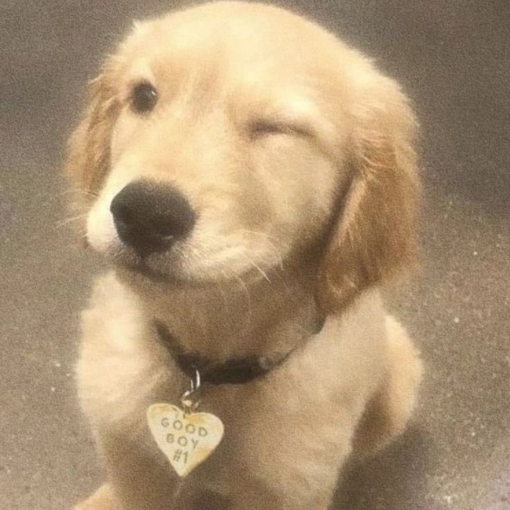 martin as golden retriever, a thread: 🧵💌